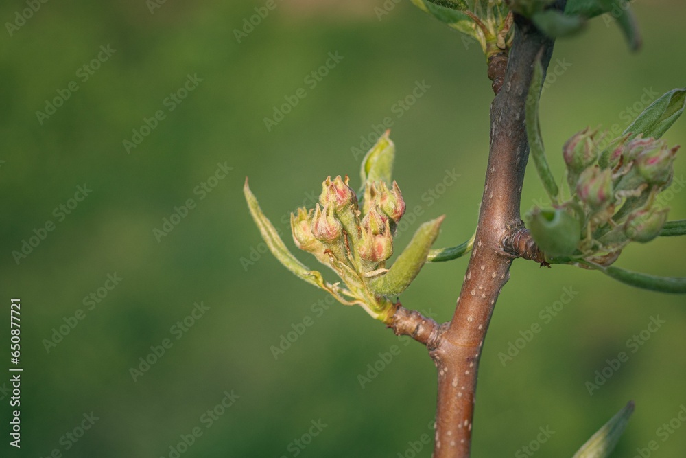 Pear buds on the branch of the tree in spring Pear buds on the branch of the tree in spring
