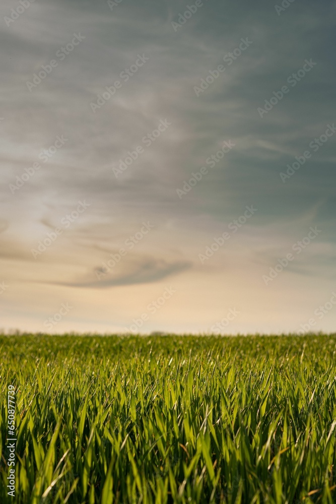 Lush green wheat field set against a bright blue sky with fluffy white clouds