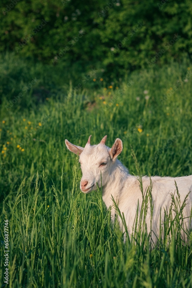 Vertical shot of a white goat grazing in a lush green grassy meadow. Vertical shot of a white goat grazing in a lush green grassy meadow.