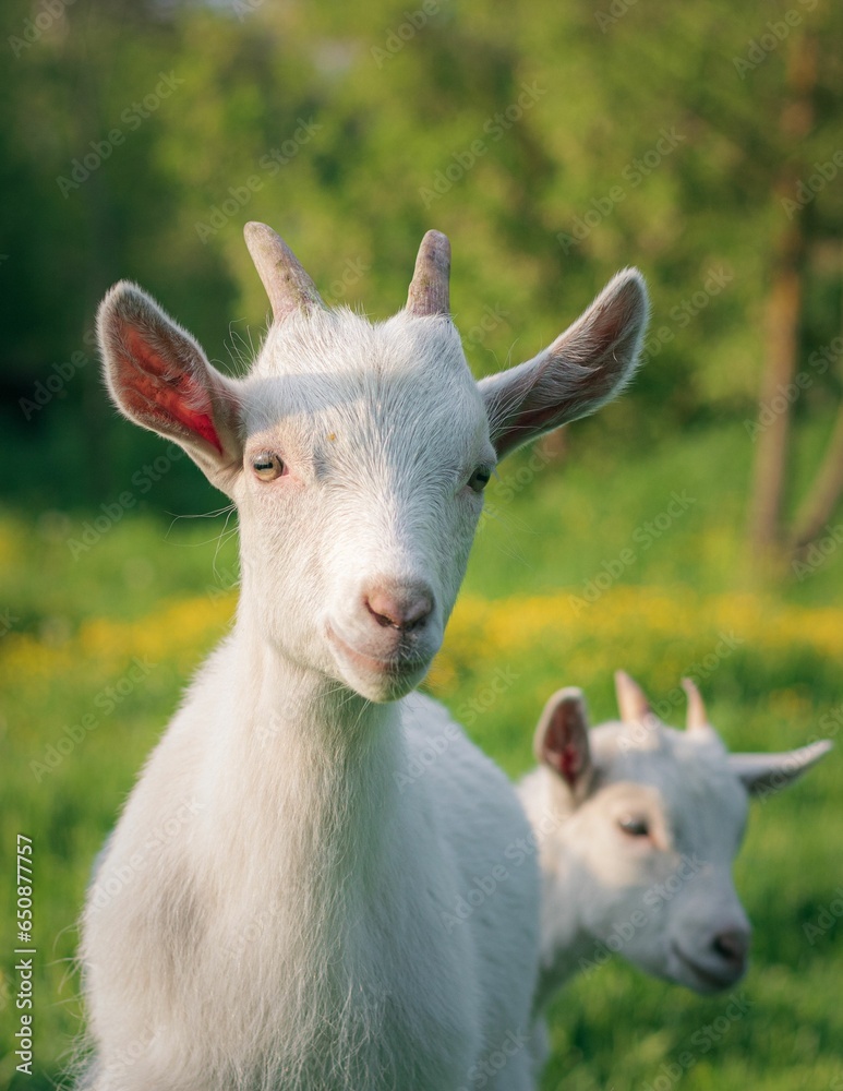 Vertical shot of two white goats grazing in a lush green grassy meadow. Vertical shot of two white goats grazing in a lush green grassy meadow.