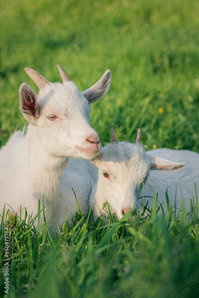 Vertical shot of two white goats grazing in a lush green grassy meadow. Vertical shot of two white goats grazing in a lush green grassy meadow.