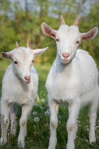 Vertical shot of two white goats grazing in a lush green grassy meadow.