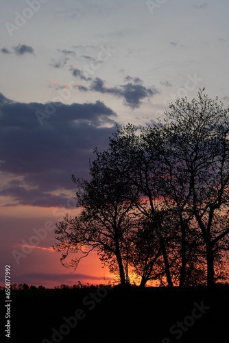 Couple of trees standing against a purple and pink sunset