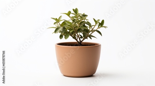 Plant  flower in a pot on white background