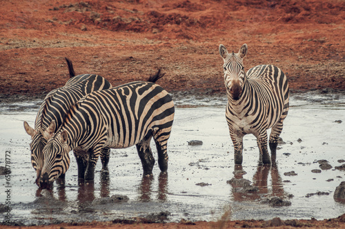 Fototapeta Naklejka Na Ścianę i Meble -  zebra in the wild