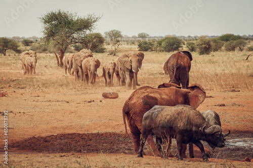 Big herd of elephants in savannah