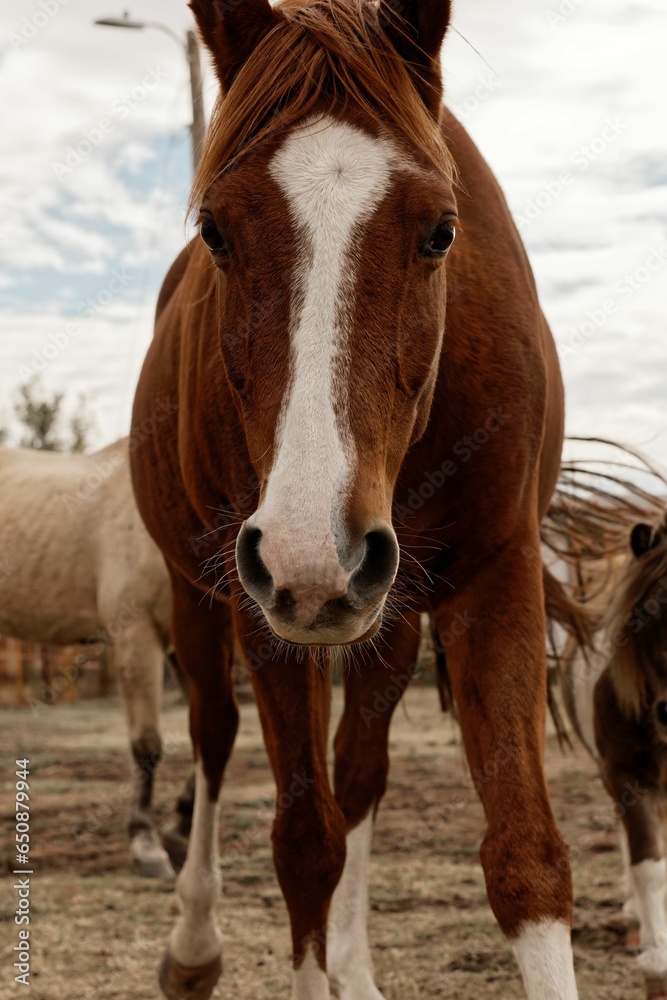 Low-angle view of a majestic American quarter horse looking into the camera