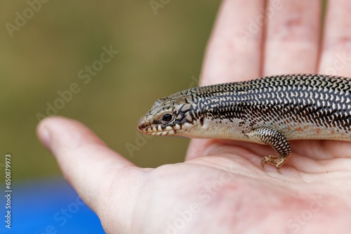 Close-up of a Great Plains skink standing on a persons hand