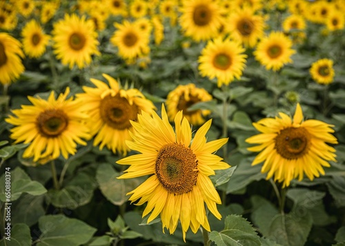 Fototapeta Naklejka Na Ścianę i Meble -  Vibrant, sunny field of lush sunflowers growing in cohesion