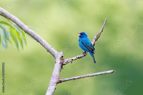 Closeup of a vibrant Indigo Bunting perched on a branch in a lush green with a blurry background