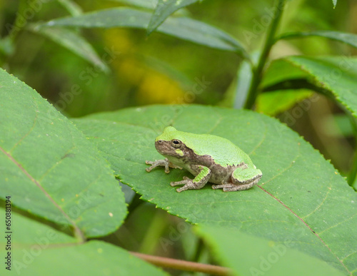 Gray Treefrog (Dryophytes versicolor) North American Tree Frog photo