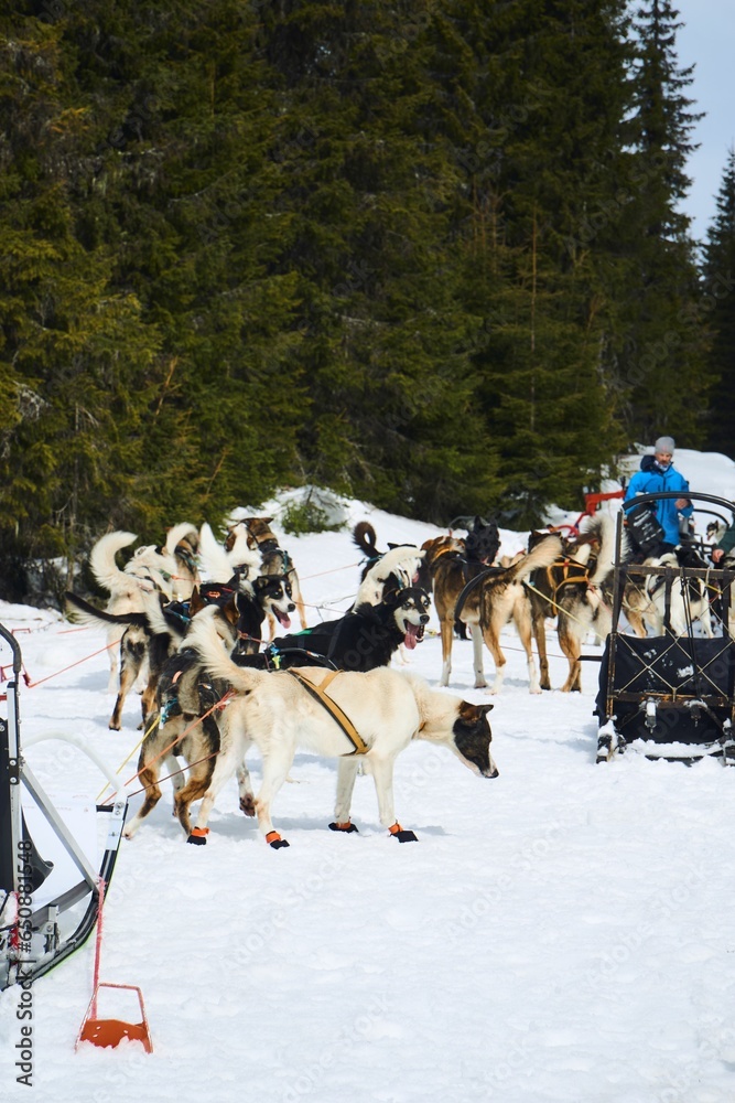 Team of sled dogs are pulling a sled through a snow covered landscape