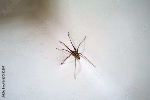 A large house spider in a wash basin sink in a home. photo