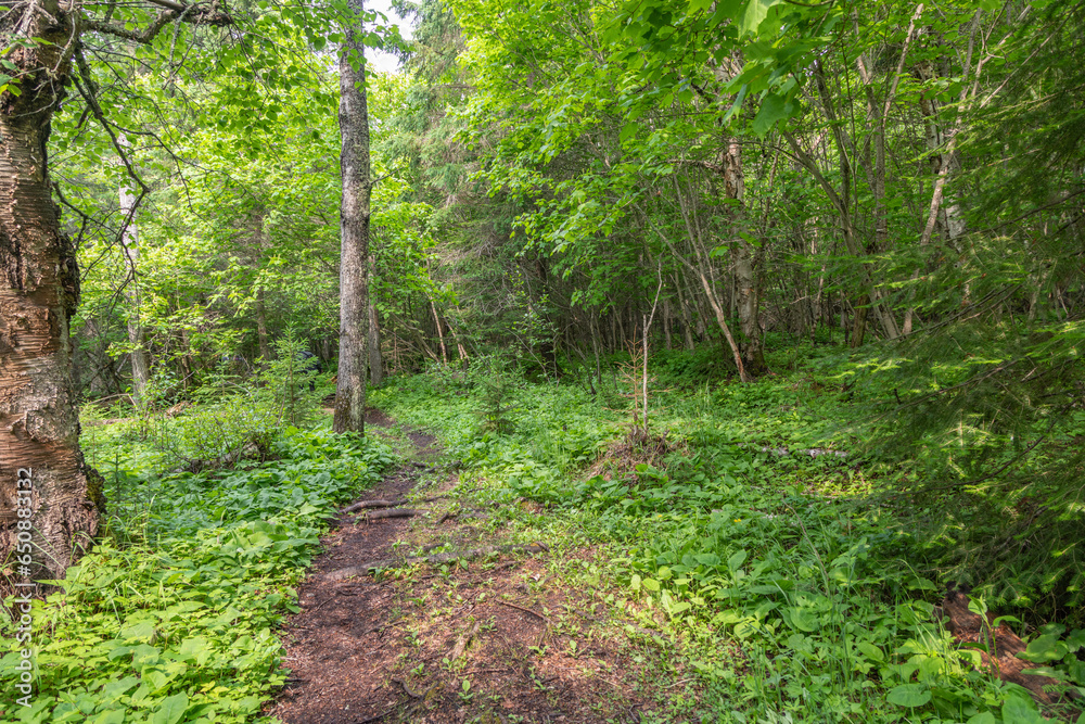 Carpet of Greenery and Ferns Along the Middlebrun Walking Trail through the forest on Silver Islet, Sibley Peninsula, Ontario, Canada Carpet of Greenery and Ferns Along the Middlebrun Walking Trail through the forest on Silver Islet, Sibley Peninsula, Ontario, Canada