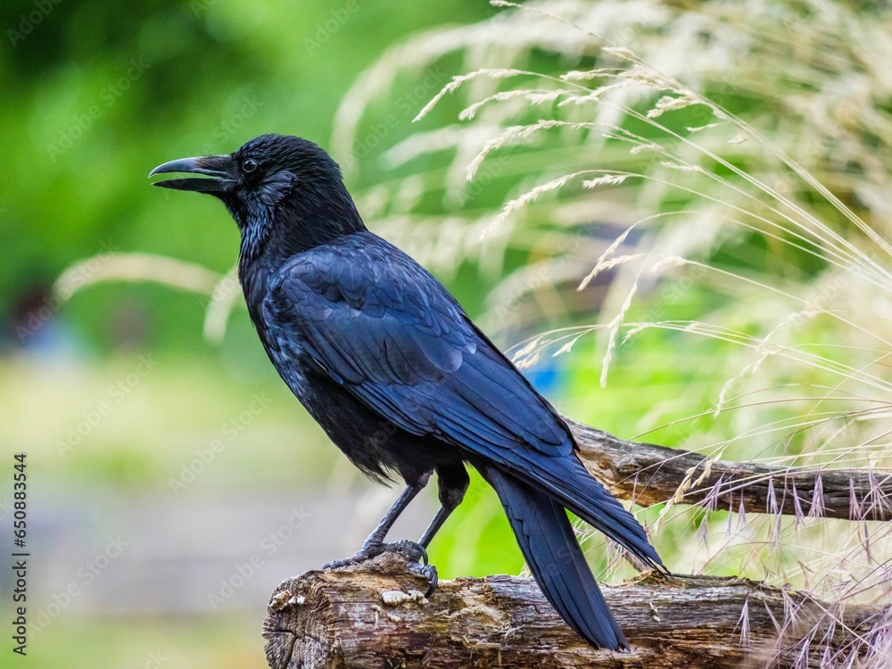 Black crow bird perched on a wooden branch in a natural environment Black crow bird perched on a wooden branch in a natural environment