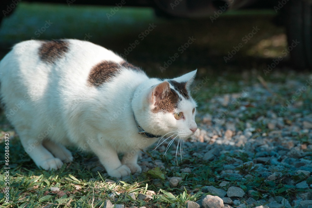 a white cat walks beside a car in a field of rocks a white cat walks beside a car in a field of rocks