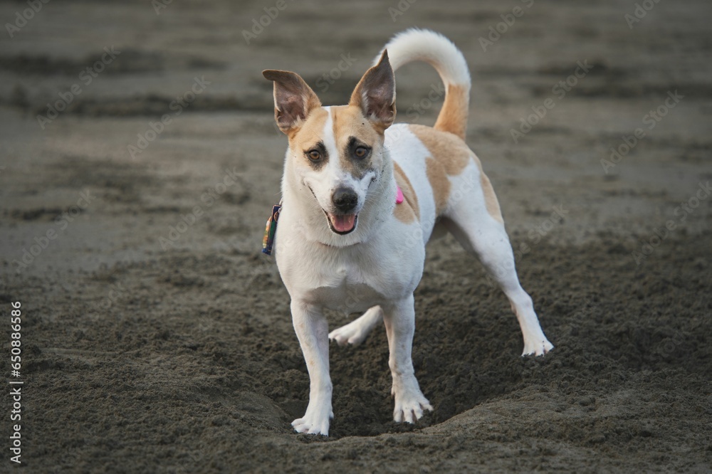 Adorable mix-breed dog enjoying a leisurely stroll on a sun-soaked sandy beach Adorable mix-breed dog enjoying a leisurely stroll on a sun-soaked sandy beach