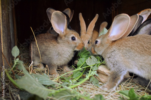 Rabbits sitting in a cage on hay and eating green plants