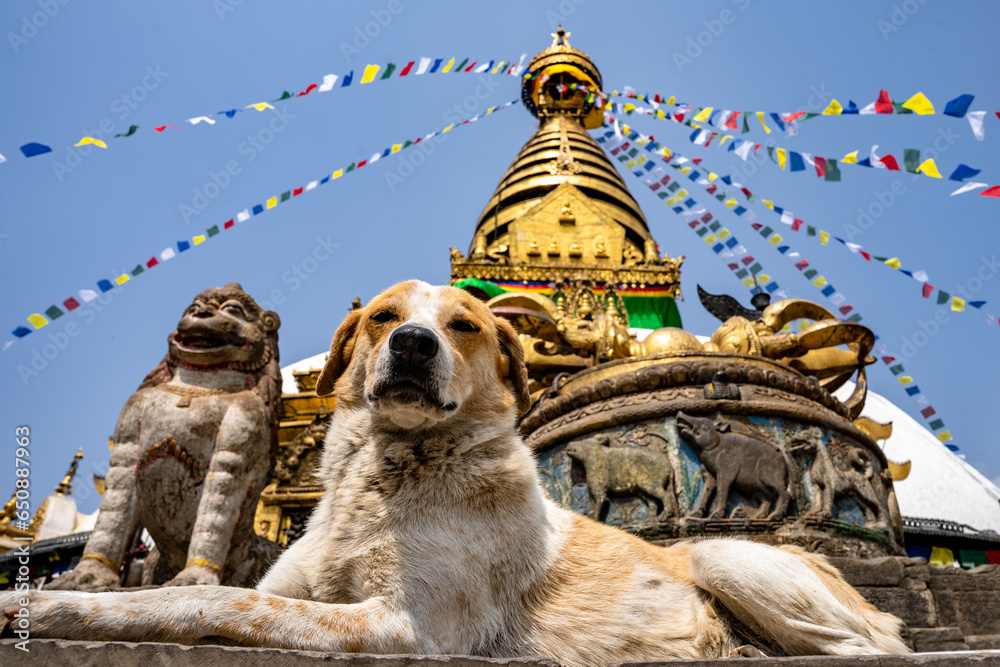 Low angle shot of a street dog lying in front of the Swayambhunath temple - obrazy, fototapety, plakaty 