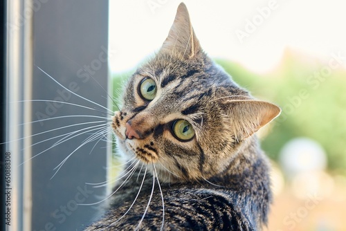 cat perched on the edge of an open window, looking out into the camera