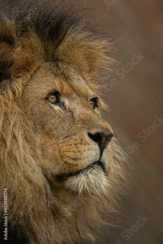 Fototapeta Naklejka Na Ścianę i Meble -  Closeup of a majestic lion with a curious gaze in its natural habitat