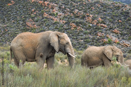 Canvas Print Group of African elephants standing on a lush green hillside.