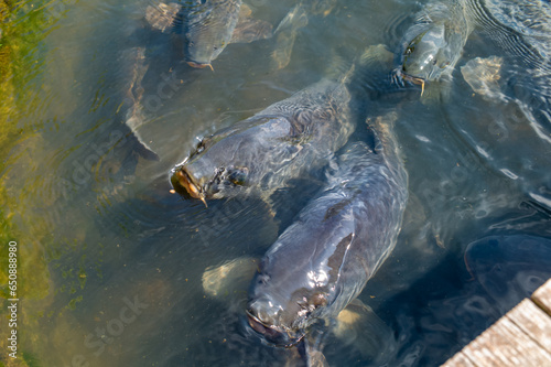 Carp swarming for food