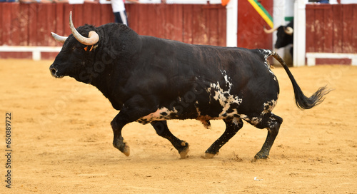 strong bull with big horns in a traditional spectacle of bullfight on spain