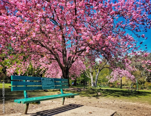 Green bench in front of pink flowering trees in the park with birds in the shade