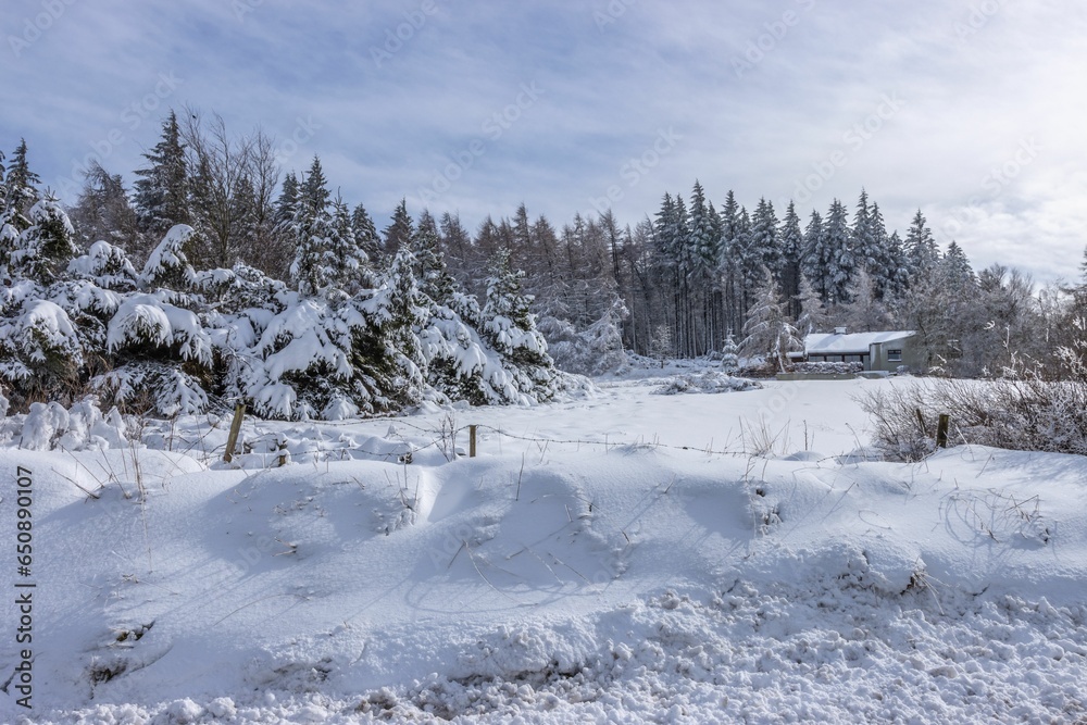 Winter scene featuring a blanket of snow covering the ground, with trees in the background Winter scene featuring a blanket of snow covering the ground, with trees in the background