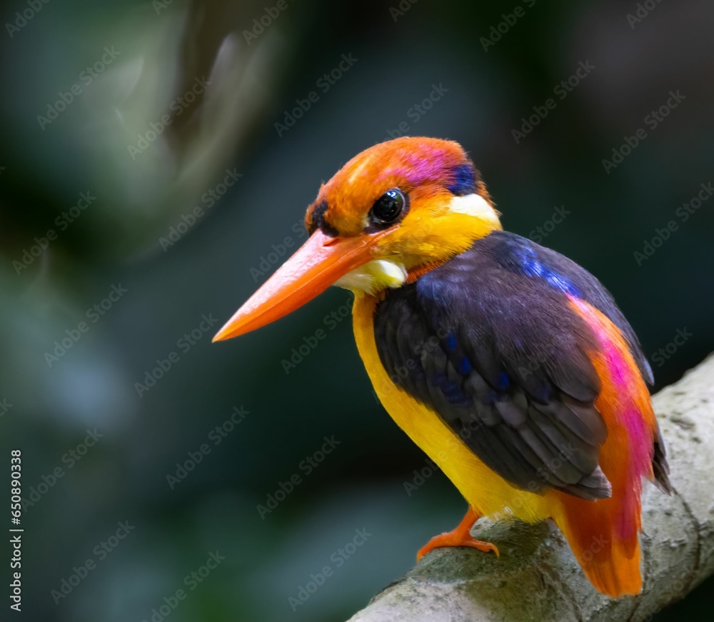 Closeup shot of common kingfisher on a tree branch on a blurred background Closeup shot of common kingfisher on a tree branch on a blurred background
