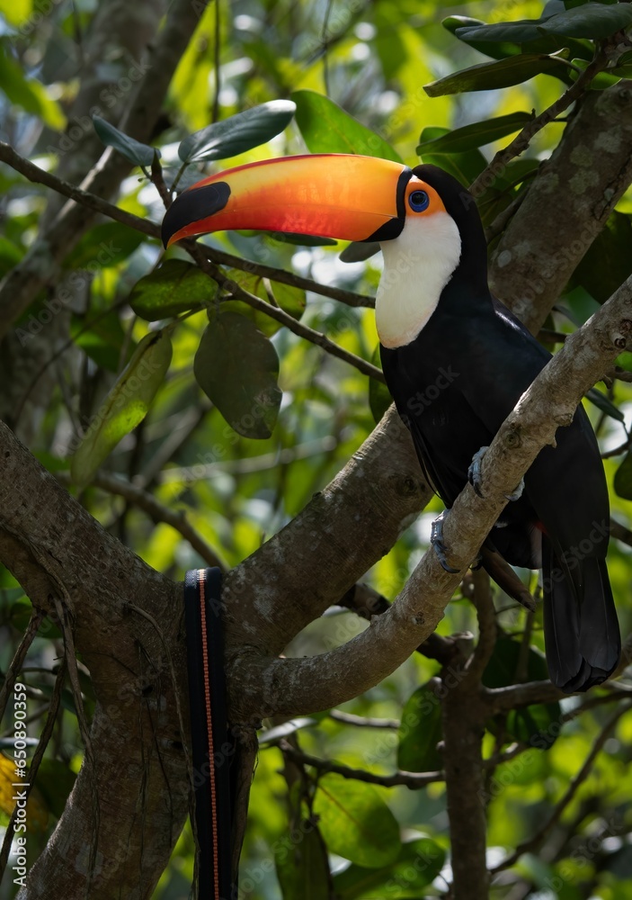 Closeup of a vibrant Toco toucan perched on a branch on a sunny day with a blurry background Closeup of a vibrant Toco toucan perched on a branch on a sunny day with a blurry background