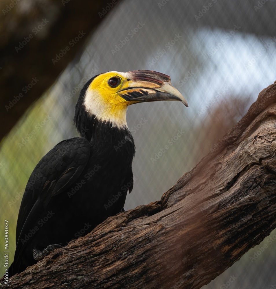 Closeup of a vibrant Sulawesi hornbill perched on a branch on a sunny day with a blurry background Closeup of a vibrant Sulawesi hornbill perched on a branch on a sunny day with a blurry background