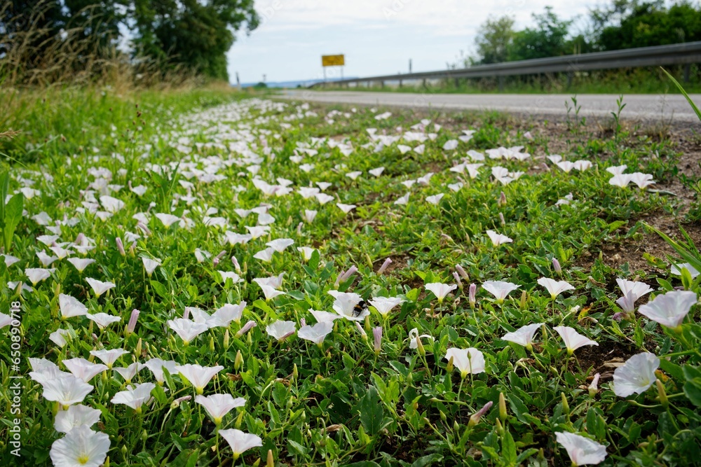 Closeup of flowers growing in a field in summer in Southern Germany