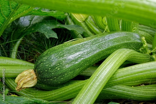 Closeup of cucumbers growing in a greenhouse in Germany