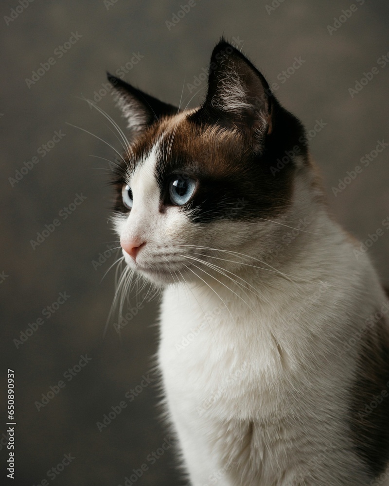 Snowshoe tabby cat with bright blue eyes stares off to the left against a textured background