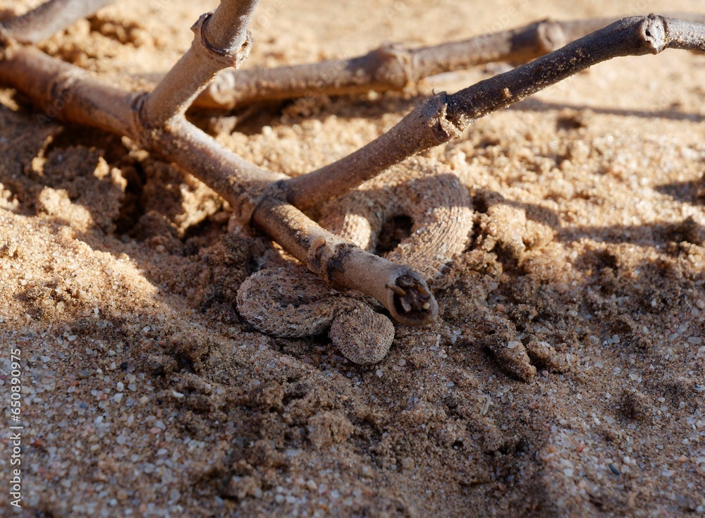 Peringuey's adder (Bitis peringueyi) in the Namib Desert, Namibia Peringuey's adder (Bitis peringueyi) in the Namib Desert, Namibia