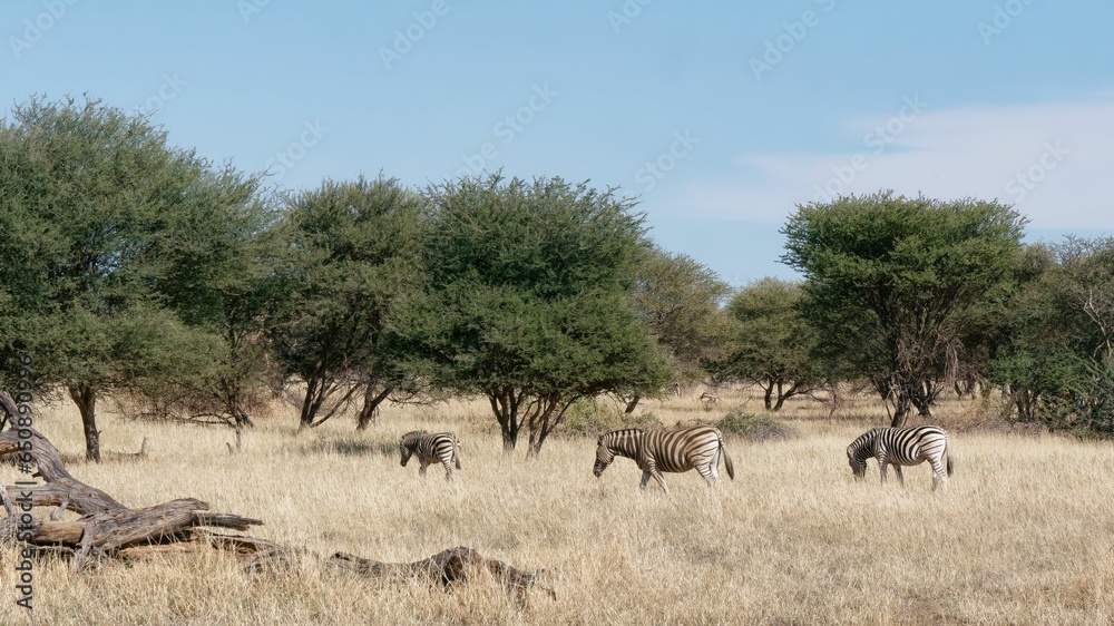 Scenic view of zebras grazing on the grass in Okapuka Ranch, Namibia