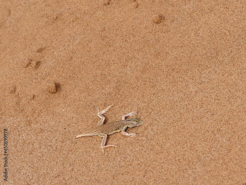 Fototapeta Naklejka Na Ścianę i Meble -  Dunes sagebrush lizard (Sceloporus arenicolus), in the Namib Desert, Namibia.