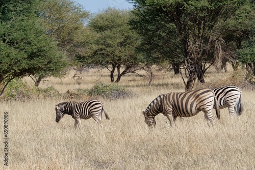 three zebras in an open field with trees in the background