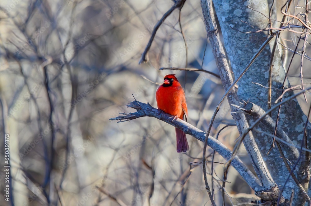 Vibrant Northern Cardinal perched atop a barren branch tree branch Vibrant Northern Cardinal perched atop a barren branch tree branch