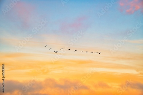 Flock of birds flying against the golden sunrise sky with clouds in the background © Jeffrey Vlaun/Wirestock Creators