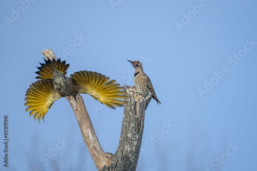 Northern Flicker birds perched atop a tree in Harkness State Park engaged in a territorial battle photo