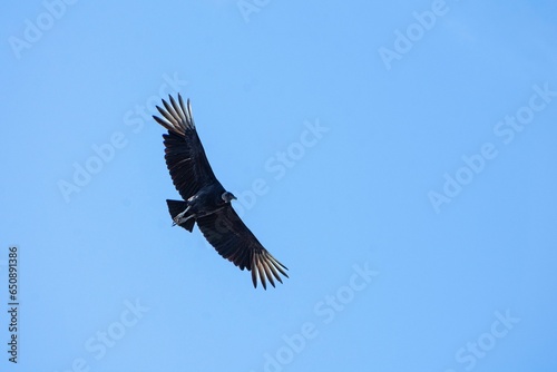 Andean condor (Vultur gryphus) soaring gracefully against a clear blue sky