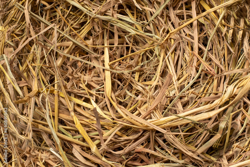 Closeup of a nest made of dried plants Closeup of a nest made of dried plants