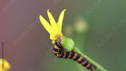 Caterpillar of the Cinnabar moth (Tyria jacobaeae) resting on the flower photo