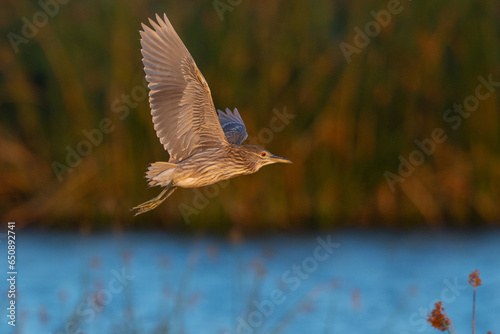 Juvenile black-crowned night heron flying in beautiful light, seen in the wild in a North California marsh