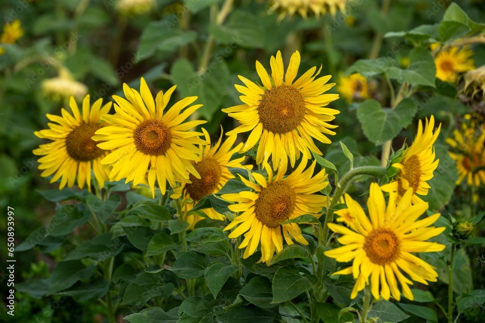 Closeup shot of yellow sunflowers with green leaves on a field in daylight Closeup shot of yellow sunflowers with green leaves on a field in daylight