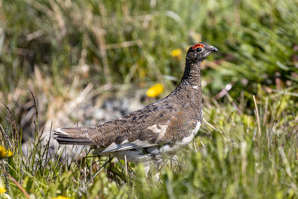 Closeup of the rock ptarmigan, Lagopus muta against the blurry background. Shallow focus. Closeup of the rock ptarmigan, Lagopus muta against the blurry background. Shallow focus.