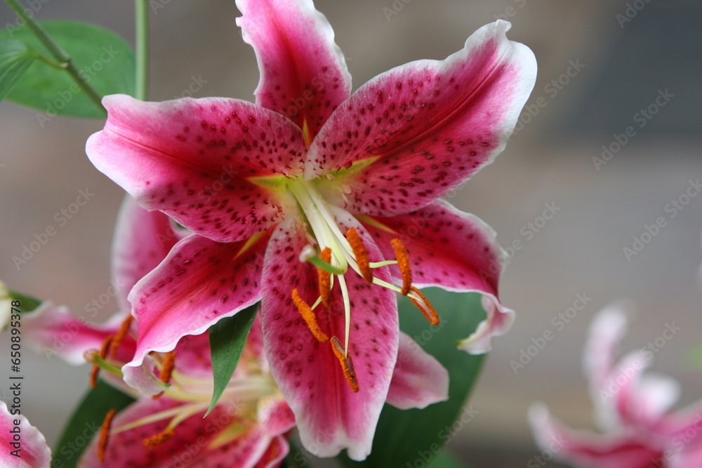 Closeup of a Lilium Closeup of a Lilium